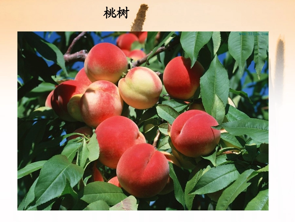 《猴子种树》PPT课件[S版二年级语文下册]_第3页