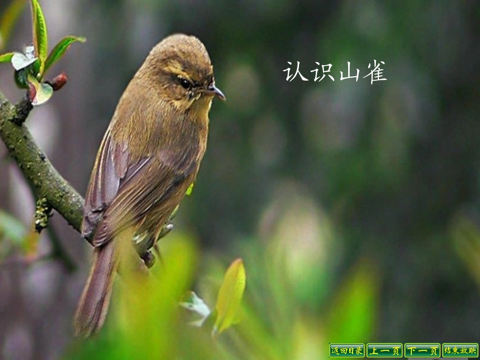 《山雀》PPT课件[S版三年级语文上册]_第3页
