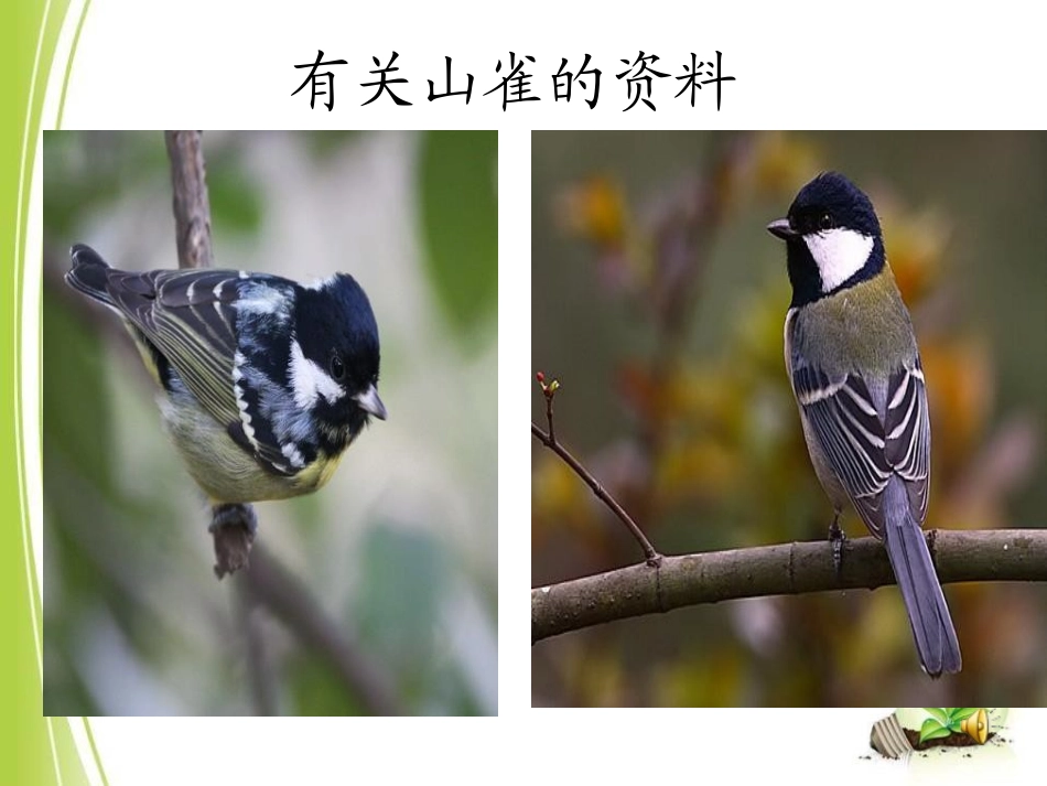 《山雀》PPT课件[S版三年级语文上册]_第2页