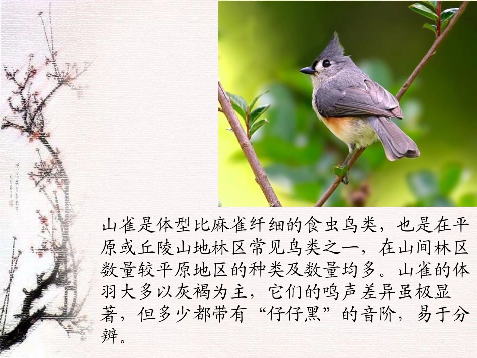 《山雀》PPT课件[S版三年级语文上册]_第2页