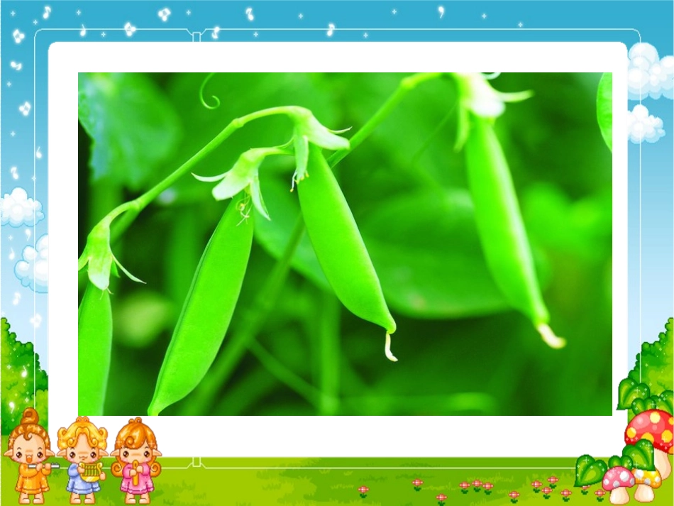 《一颗小豌豆》PPT课件[S版三年级语文上册]_第2页