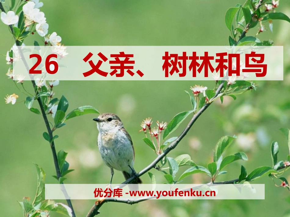 《父亲树林和鸟》PPT课件[S版三年级语文上册]_第1页