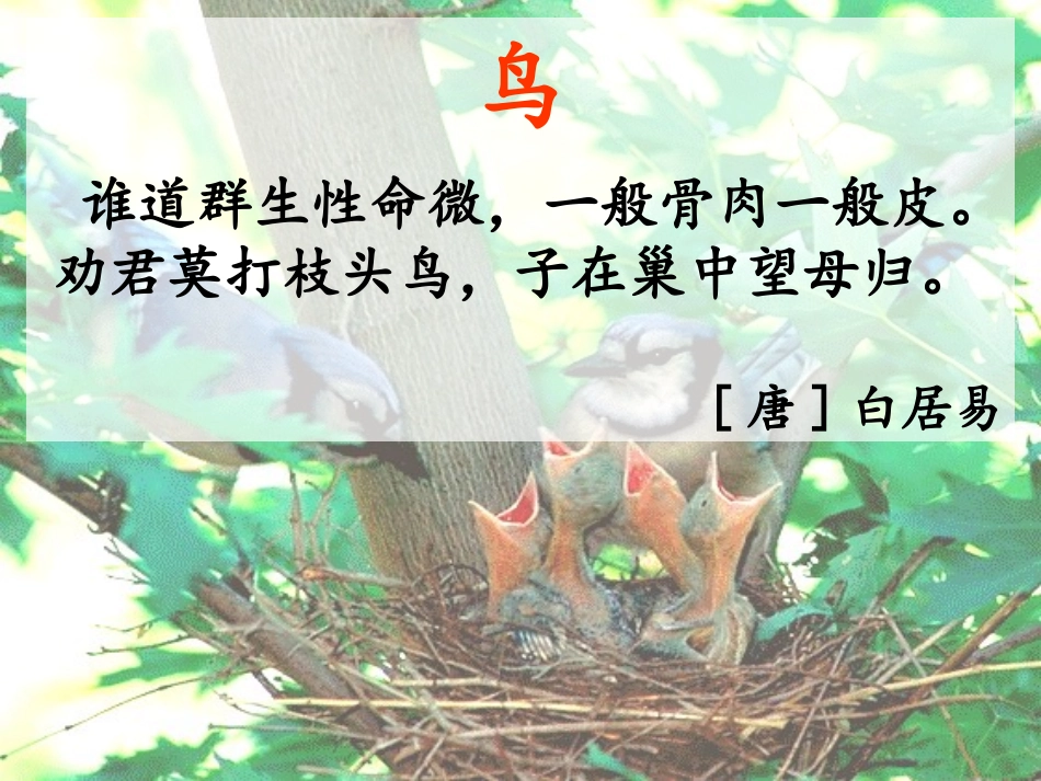 《父亲树林和鸟》PPT课件[S版三年级语文上册]_第2页