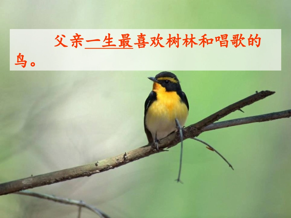 《父亲树林和鸟》PPT课件[S版三年级语文上册]_第3页