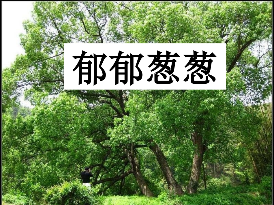 《一个小山村的故事》PPT课件[S版三年级语文上册]_第3页