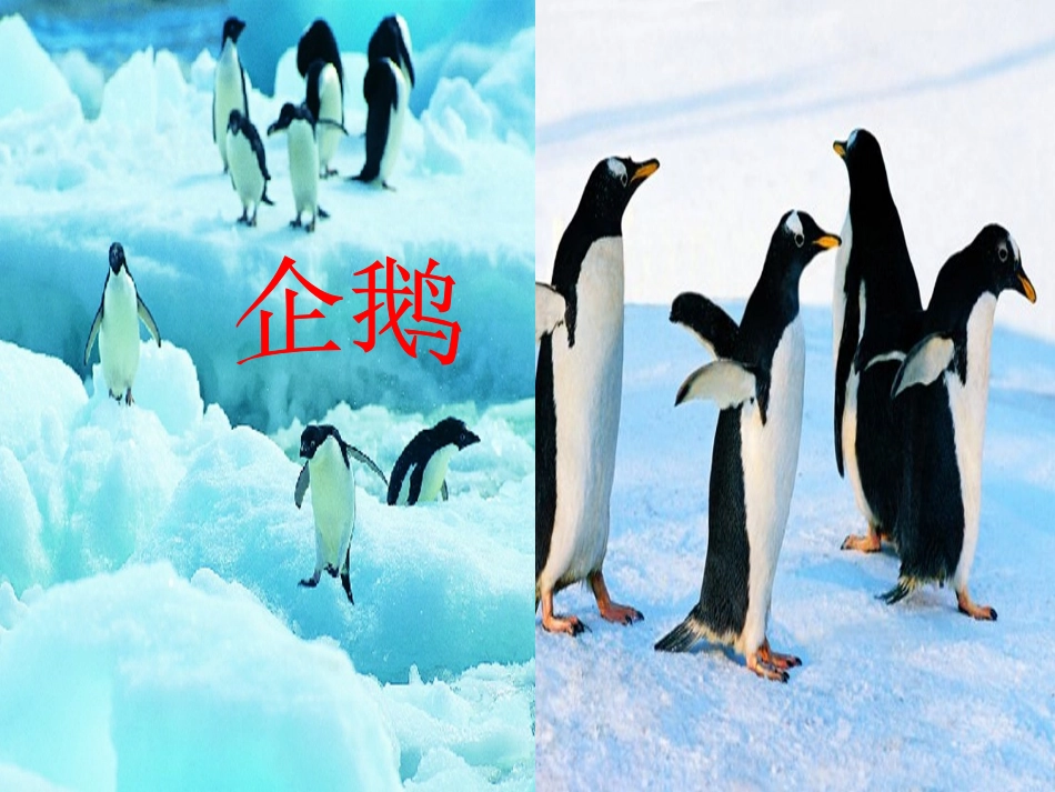 《南极,一片净土》PPT课件[S版三年级语文上册]_第2页