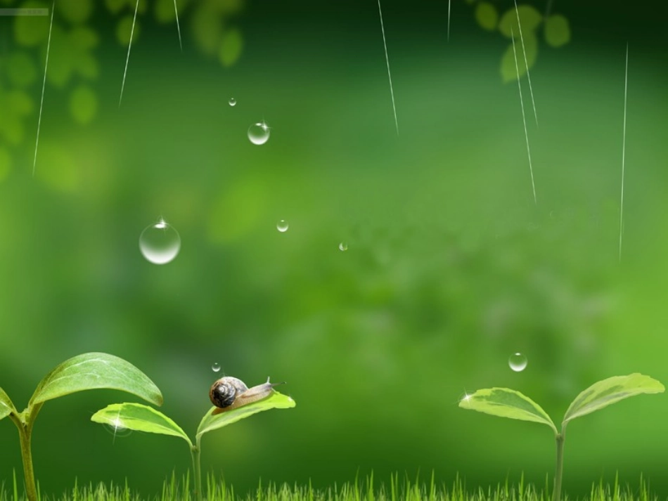 《春天的小雨滴滴滴》PPT课件[S版三年级语文下册]_第2页