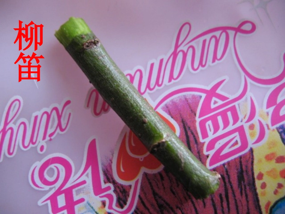 《柳笛和榆钱》PPT课件[S版三年级语文下册]_第3页