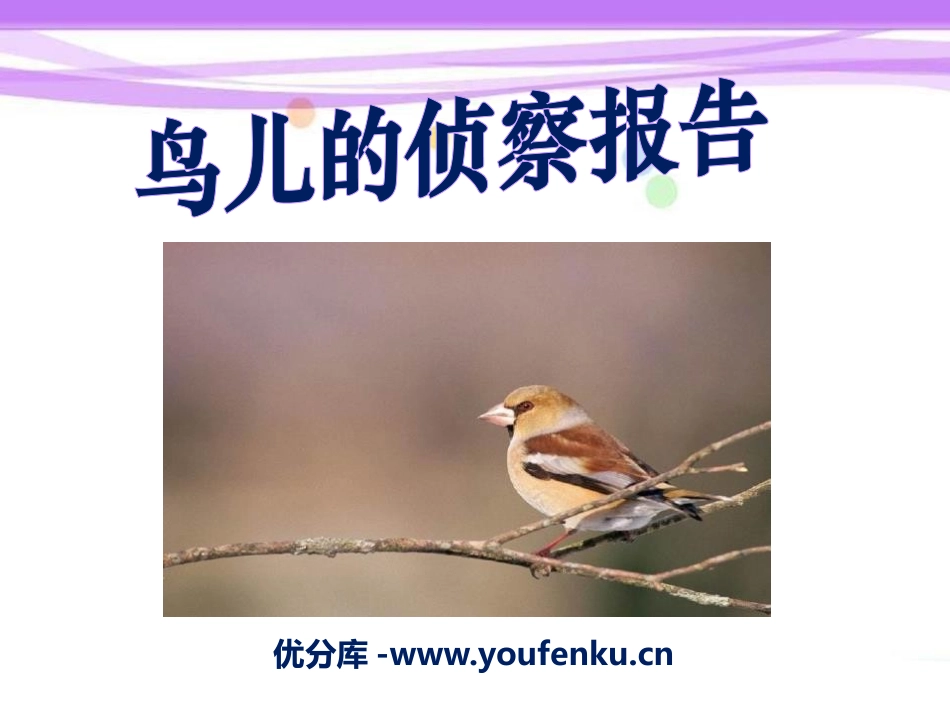 《鸟儿的侦察报告》PPT课件[S版三年级语文下册]_第1页