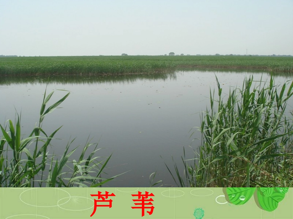 《芦叶船》PPT课件[S版四年级语文上册]_第2页