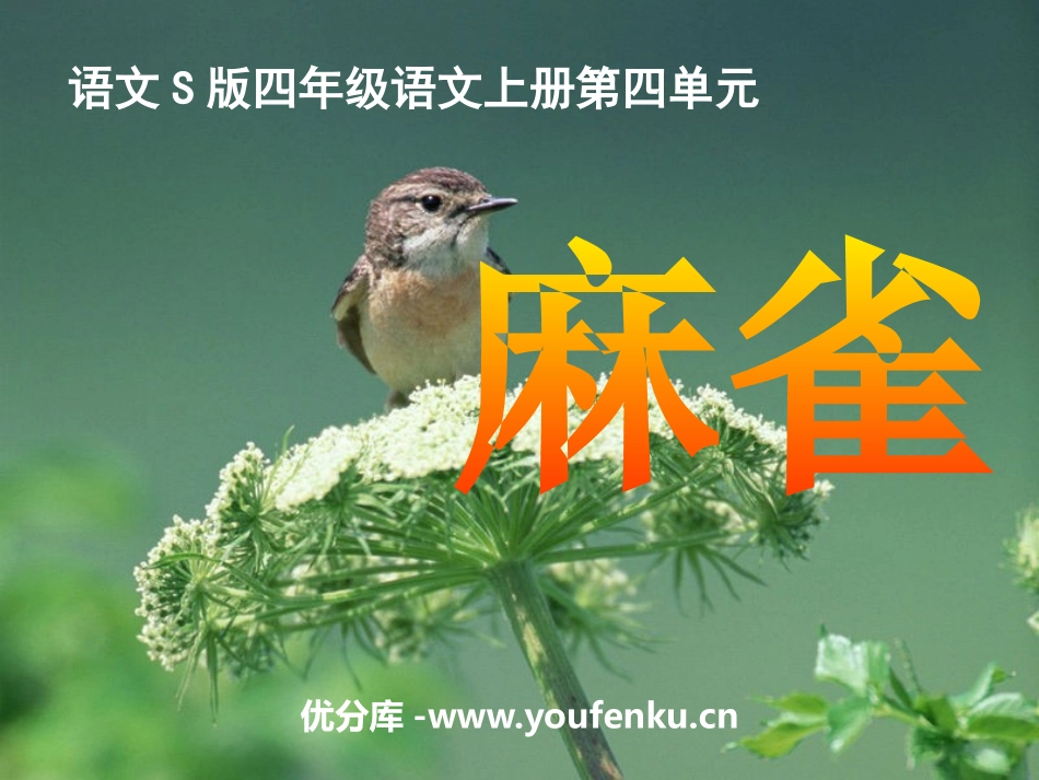 《麻雀》PPT课件[S版四年级语文上册]_第1页