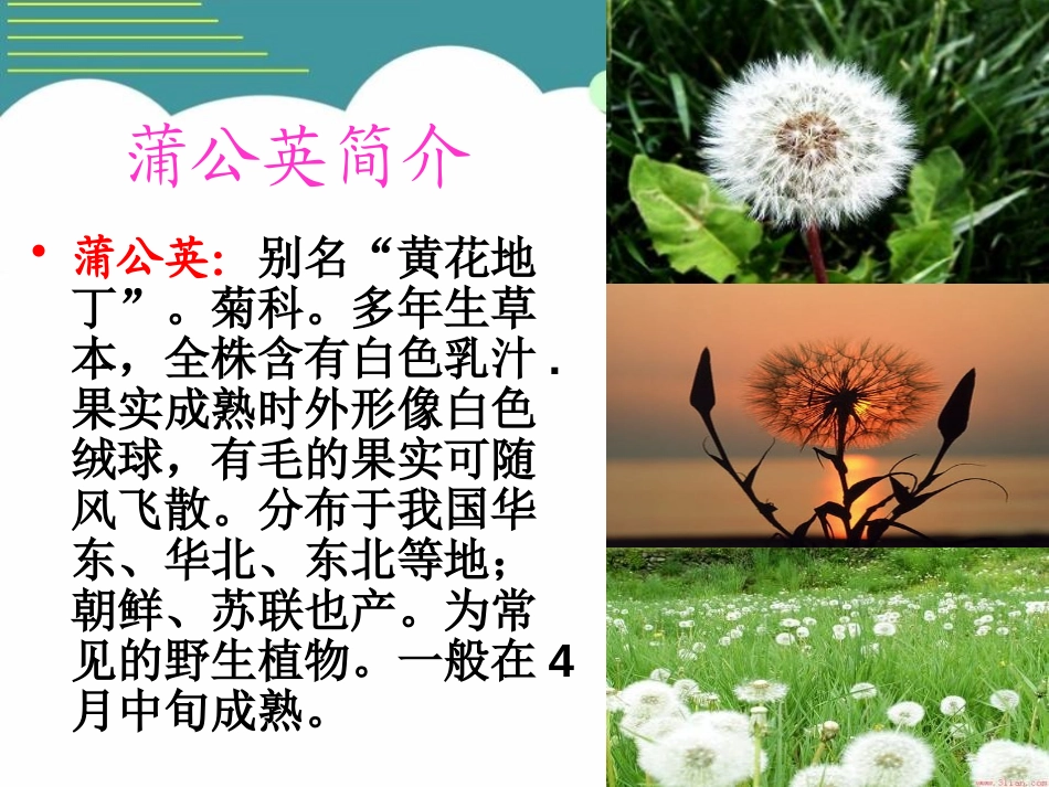 《蒲公英的梦》PPT课件[S版四年级语文上册]_第3页