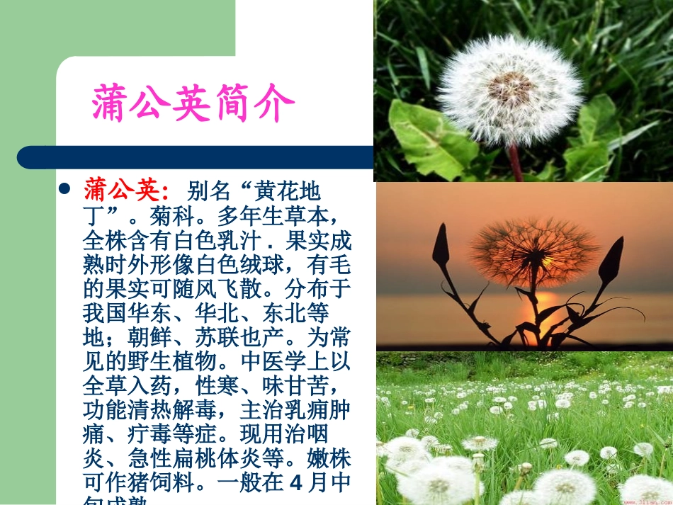《蒲公英的梦》PPT课件[S版四年级语文上册]_第2页