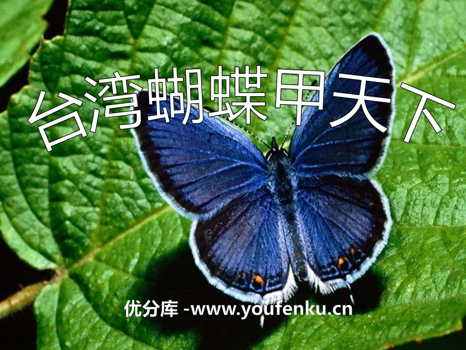 《台湾蝴蝶甲天下》PPT课件[S版四年级语文上册]_第1页