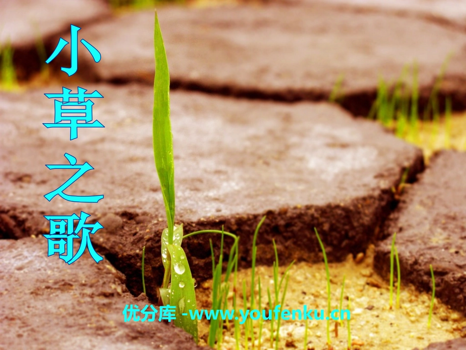 《小草之歌》PPT课件[S版四年级语文上册]_第1页