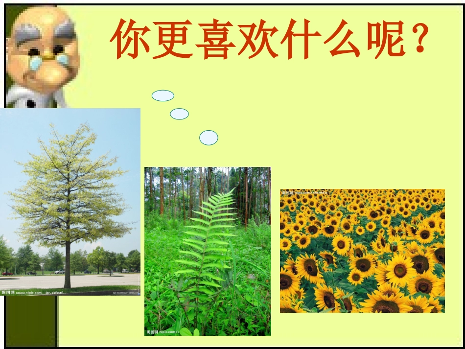 《小草之歌》PPT课件[S版四年级语文上册]_第2页