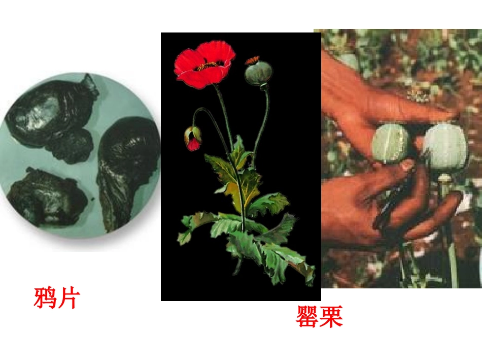 《虎门销烟》PPT课件[S版四年级语文上册]_第2页