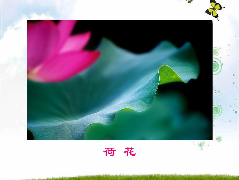《莲叶青青》PPT课件[S版四年级语文下册]_第3页