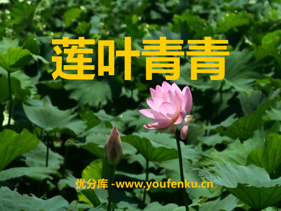 《莲叶青青》PPT课件[S版四年级语文下册]_第1页