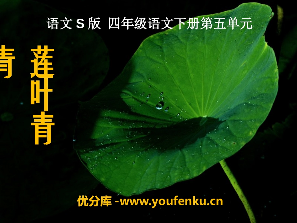 《莲叶青青》PPT课件[S版四年级语文下册]_第1页