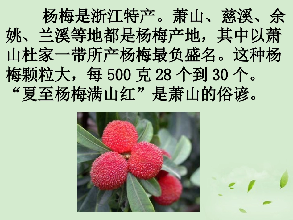《萧山杨梅》PPT课件[S版四年级语文下册]_第2页