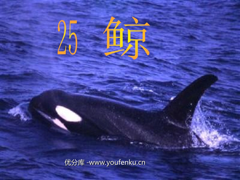 《鲸》PPT课件[部编版五年级语文上册]_第1页