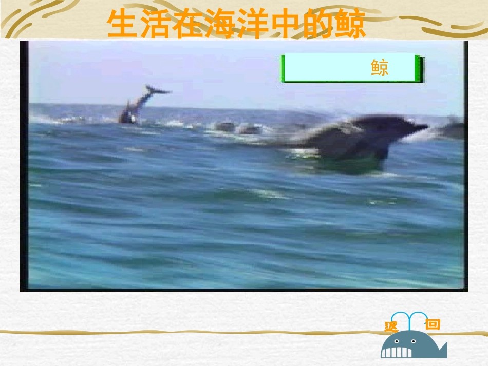 《鲸》PPT课件[部编版五年级语文上册]_第3页