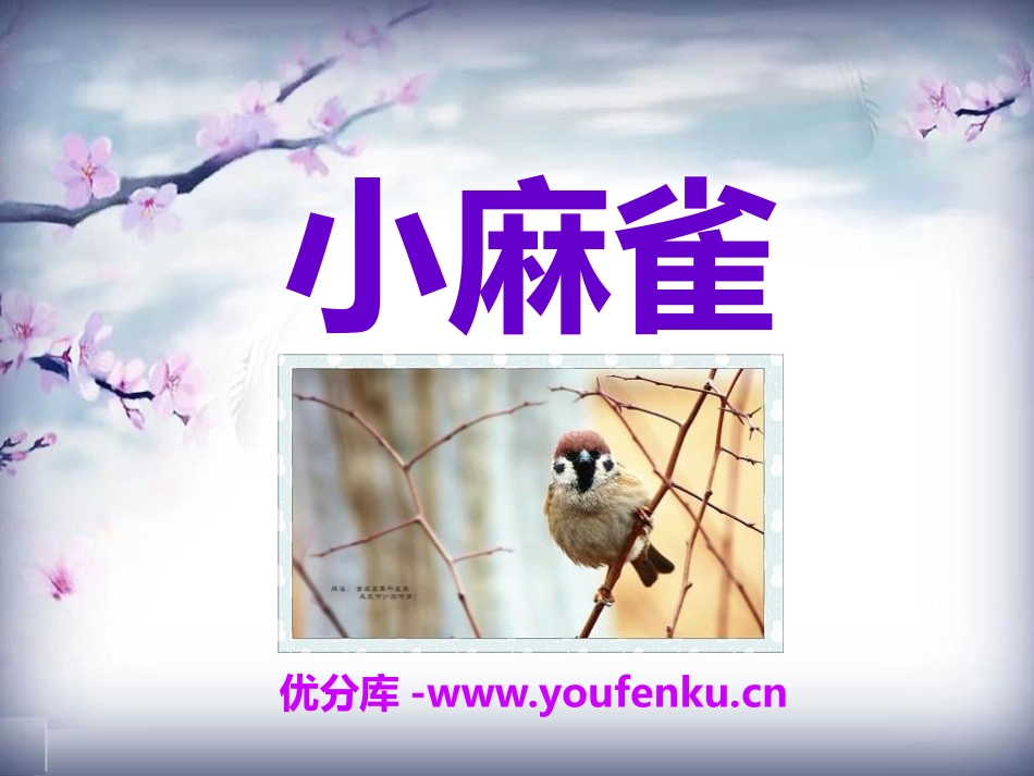 《小麻雀》PPT课件[S版五年级语文上册]_第1页