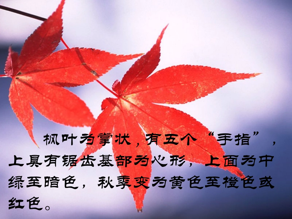 《山行》PPT课件[S版五年级语文上册]_第2页