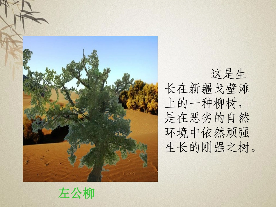 《左公柳》PPT课件[S版五年级语文下册]_第3页