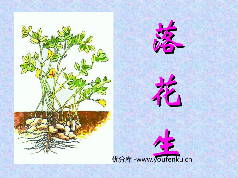 《落花生》PPT课件[部编版五年级语文上册]_第1页