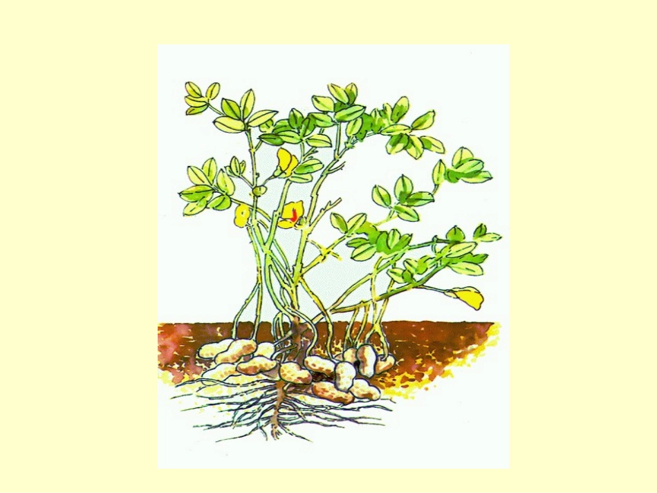 《落花生》PPT课件[部编版五年级语文上册]_第3页