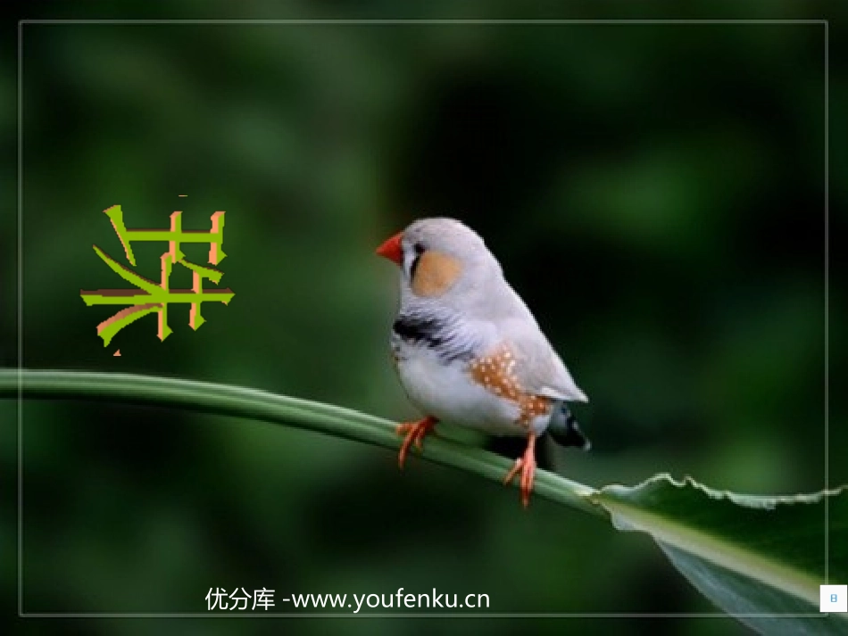 《珍珠鸟》PPT课件[部编版五年级语文上册]_第1页