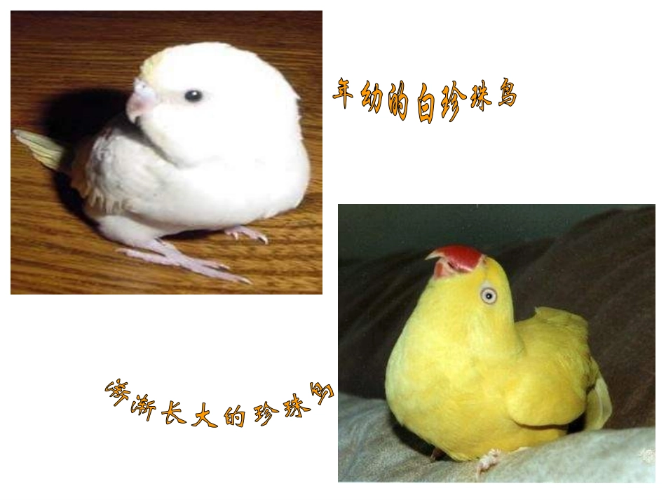 《珍珠鸟》PPT课件[部编版五年级语文上册]_第2页