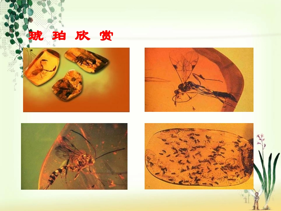 《奇异的琥珀》PPT课件[S版六年级语文上册]_第1页