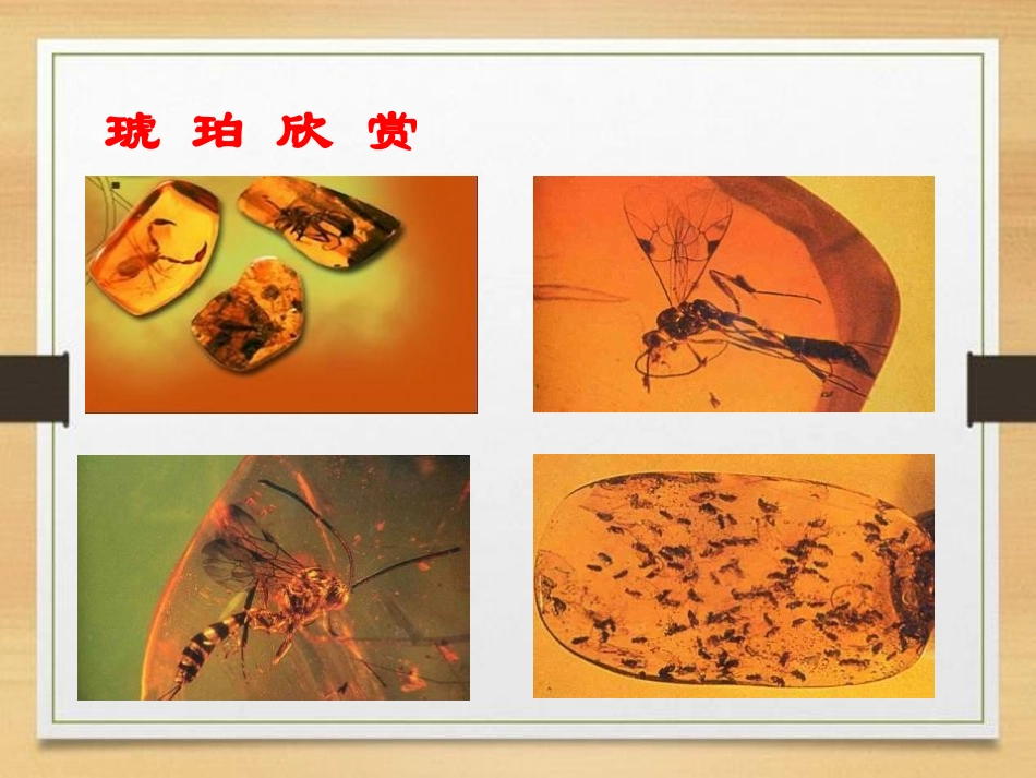 《奇异的琥珀》PPT课件[S版六年级语文上册]_第3页