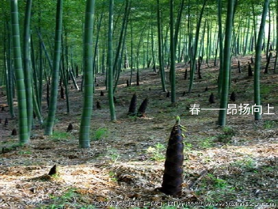 《济南的冬天》PPT课件[语文版七年级语文上册]_第2页