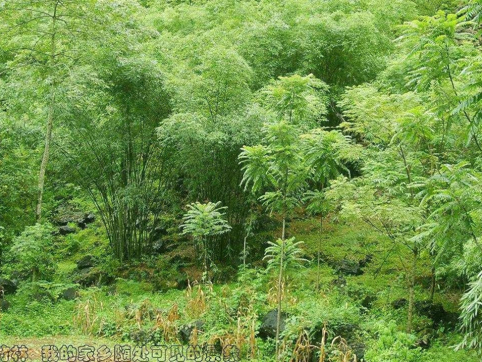 《竹林深处人家》PPT课件[语文版七年级语文上册]_第3页