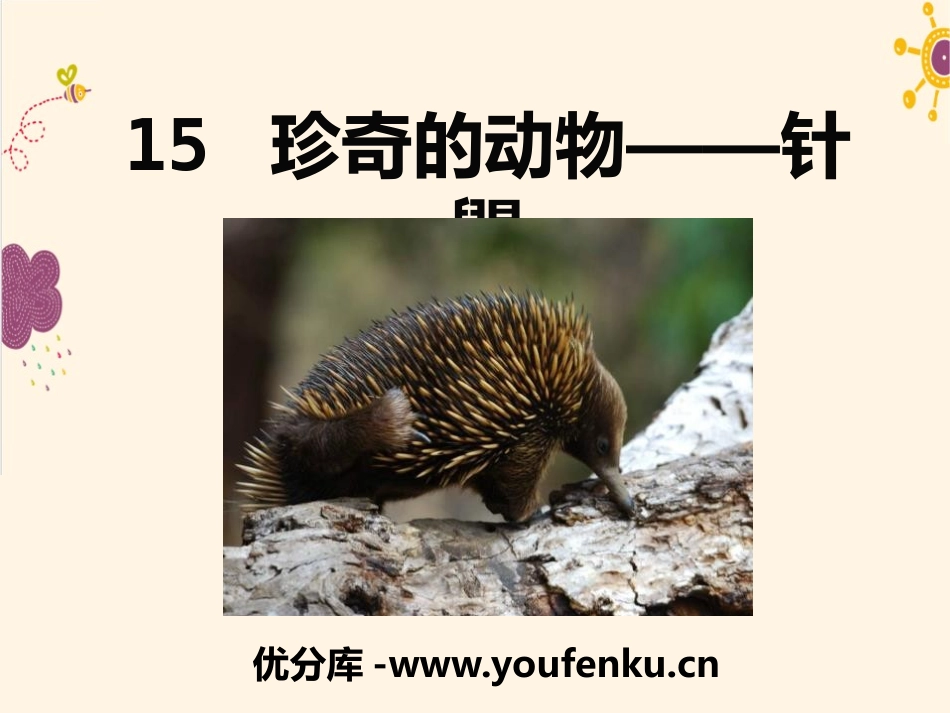 《珍奇的动物-针鼹》PPT课件[语文版七年级语文下册]_第1页