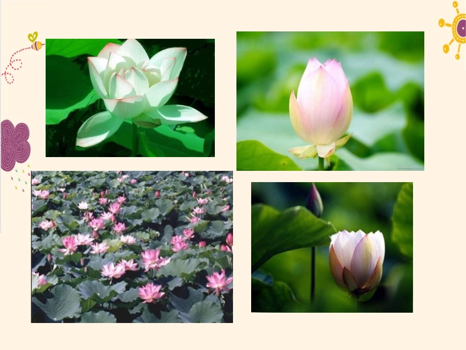 《爱莲说》PPT课件[语文版七年级语文下册]_第2页