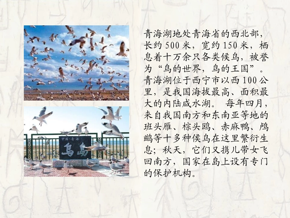《青海湖,梦幻般的湖》PPT课件[语文版八年级语文上册]_第3页