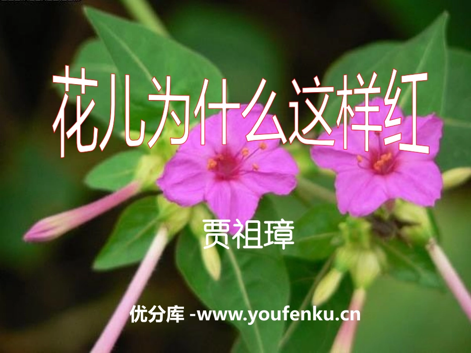《花儿为什么这样红》PPT课件1[语文版八年级语文上册]_第1页
