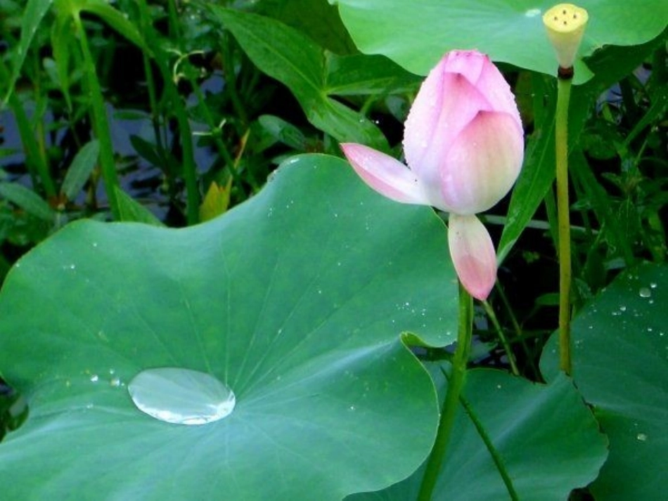 《雨后》PPT课件[西师大版二年级语文上册]_第2页