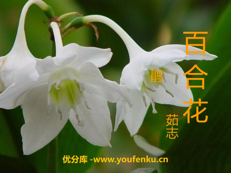 《百合花》PPT课件[语文版九年级语文下册]_第1页