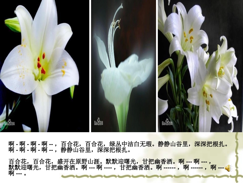 《百合花》PPT课件[语文版九年级语文下册]_第2页