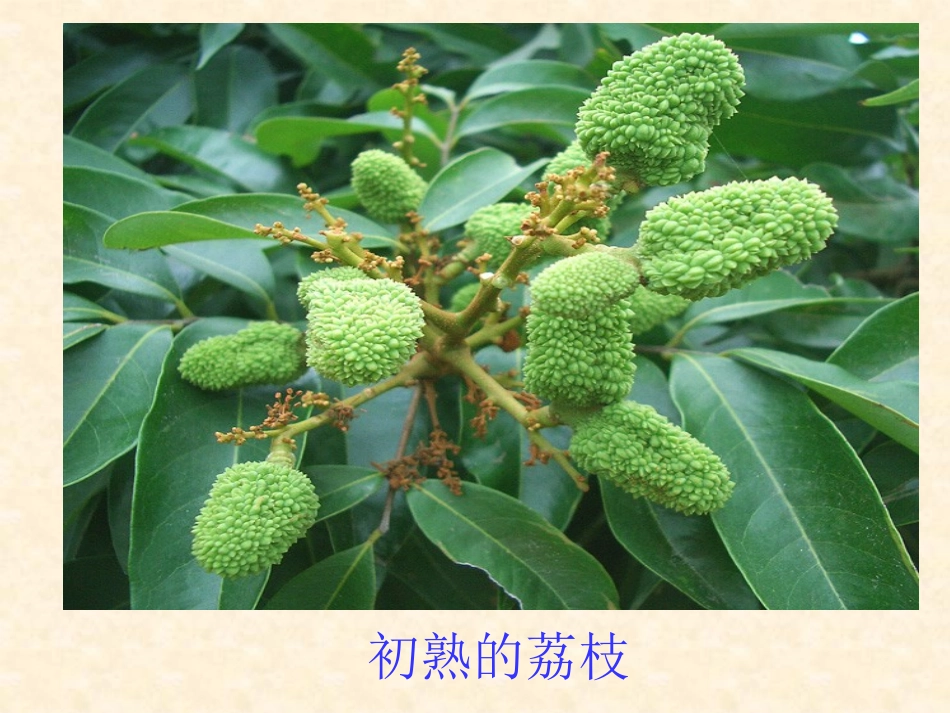 《南州六月荔枝丹》PPT课件[语文版九年级语文下册]_第3页