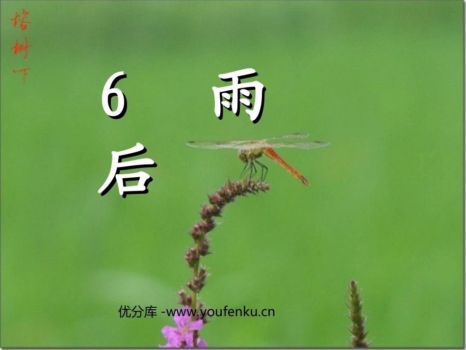 《雨后》PPT课件[西师大版二年级语文上册]_第1页