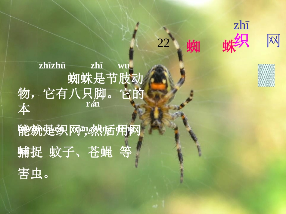 《蜘蛛织网》PPT课件[A版一年级语文上册]_第3页