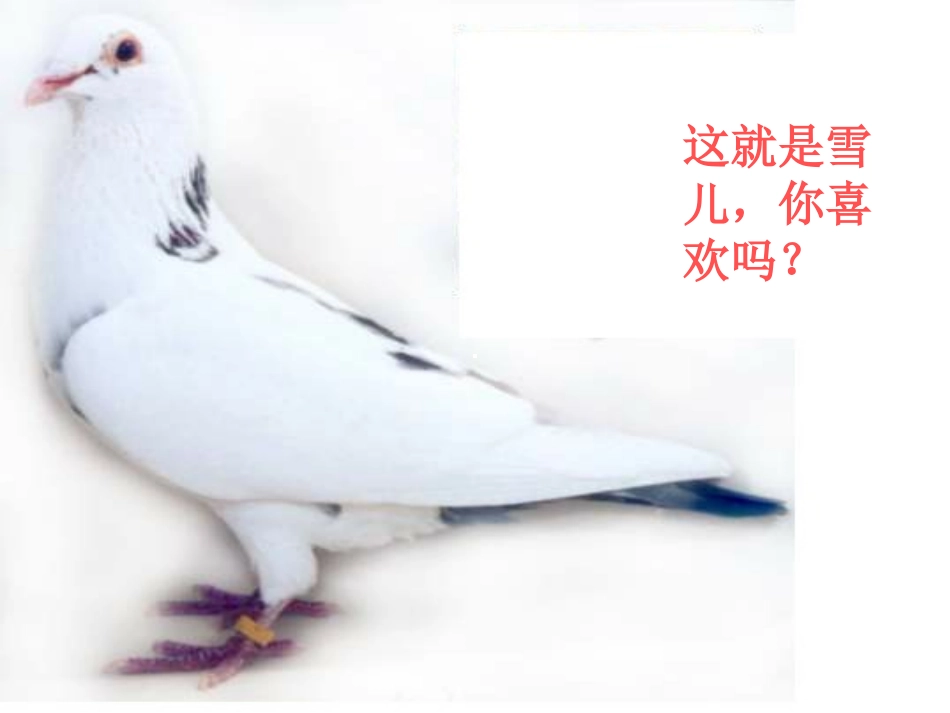 《雪儿》PPT课件[西师大版三年级语文上册]_第2页