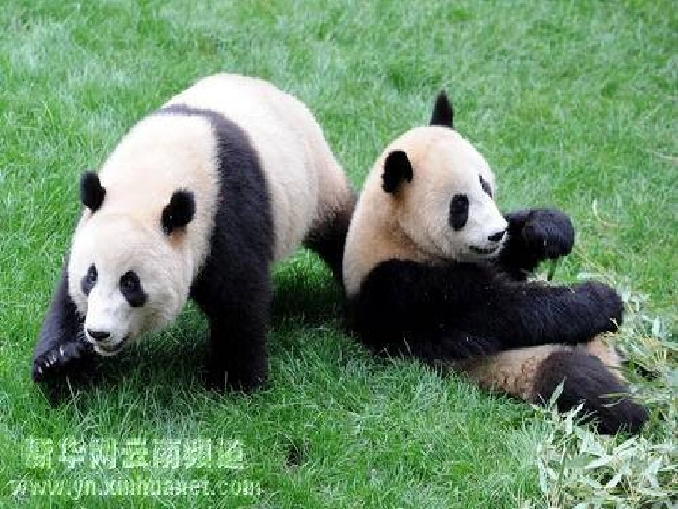 《我是国宝》PPT课件[A版一年级语文下册]_第2页